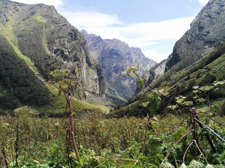 The Valley of Flowers, Himalayas, India