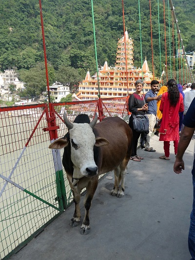 Shoba on the Lakshman Jhula bridge, Rishikesh