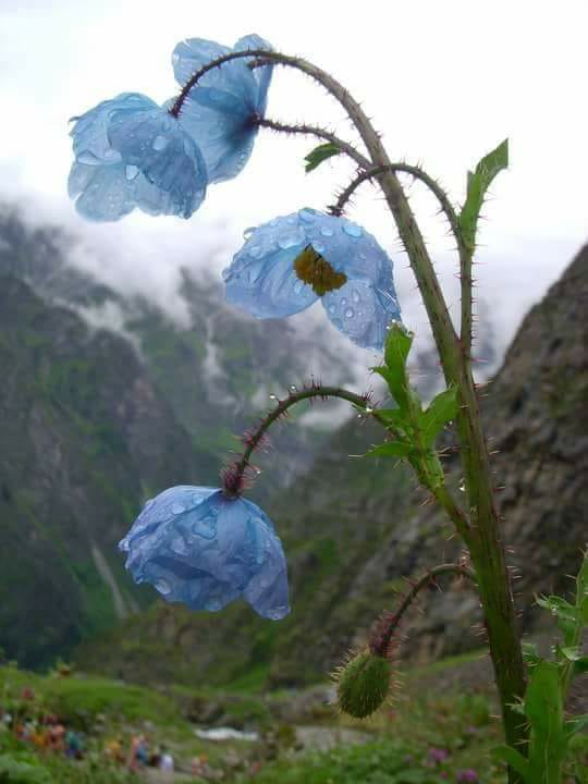 Blue Himalayan poppy, Valley of Flowers, Uttarakhand India