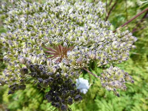 Late blooms in the Valley of Flowers, Himalayan India