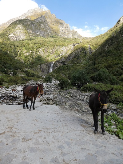 Mountain horses and the view up to Hemkund way above the waterfall, Gangaira, Himalayan India