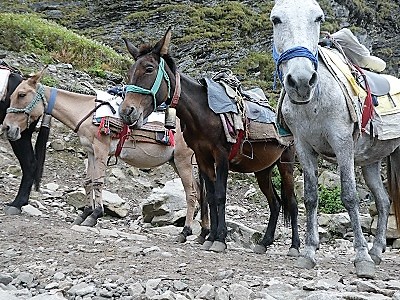 Mountain horses on way to Hemkund, Himalayan India