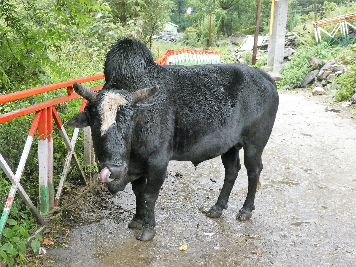 A Braham bull on the track, Himalayan India