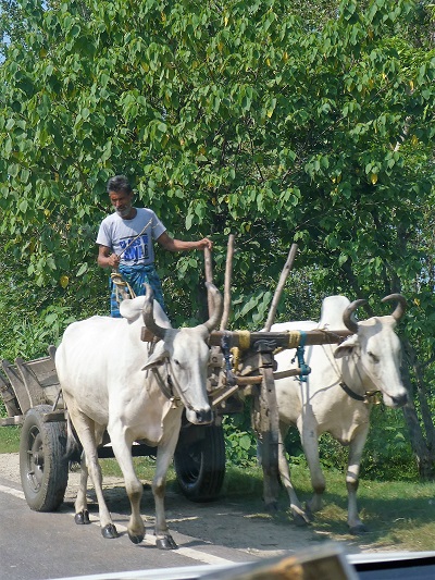 A bullock cart near the side of the road on the way to Delhi, India