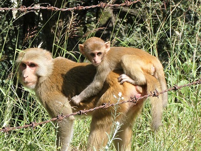 Monkey's near the road on the way back from Babaji's cave