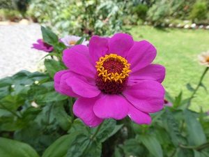 Mountain flowers in Kausani 2, Himalayan India