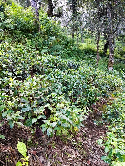 Tea Plantation, Kausani, Himalayan India