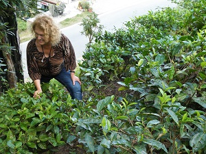 Phyllis in the tea plantation, Kausani, Himalayan India