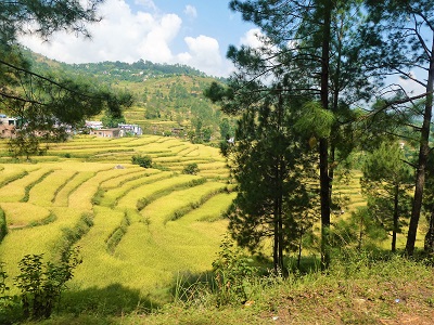 Rice fields and mountain villages from the forest road near Gwaldam, Himalayan India