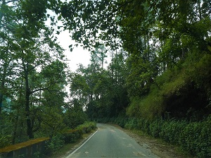 The beautiful forest drive to Gwaldam, Himalayan India