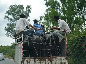 Water buffalo on the way to market in Delhi