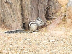 A cute squirrel in the Sanjay Van Park near KIBI