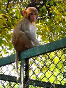 A monkey on the fence in the Hauz Khas complex by the lake