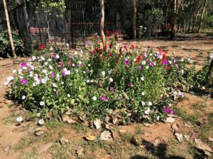 Beautiful flowers in the Ayuervedic Gardens at Sanjay Van Park near KIBI