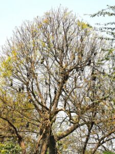 Great Indian Fruit Bat's hanging upside down at the Hauz Khas Complex lake area