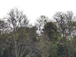 Multiple fruit bats hanging in the trees around the Hauz Khas Complex lake
