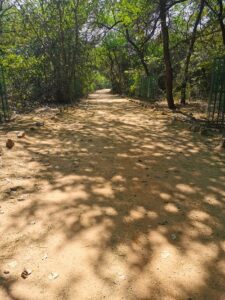 One of the lovely wide walking tracks in the Sanjay Van park opposite KIBI