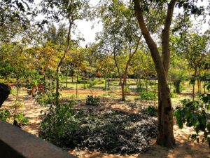 The Auyervedic plant garden in the Sanjay Van park near KIBI Delhi