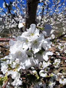 An upclose view of the cherry blossoms in Valle de Jerte