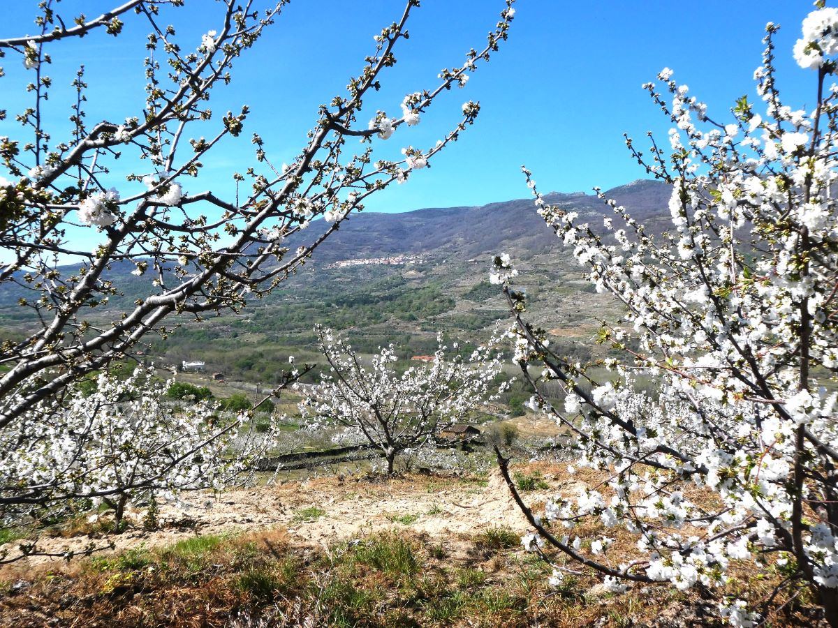 Cherry blossoms Valle de Jerte Spain