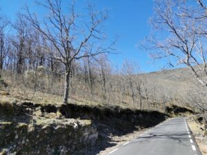 The narrow road to the Valle de Jerte among the bare forest in early spring