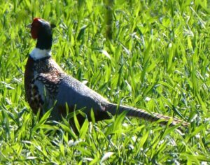 A pheasant in the spring grass