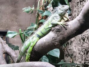 An Iguana at Bergen Aquarium