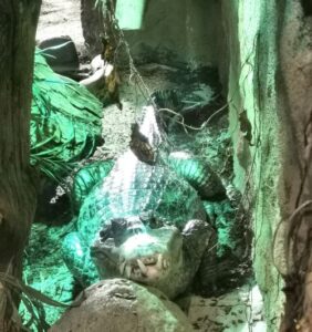 Check out the teeth on this croc at Bergen Aquarium