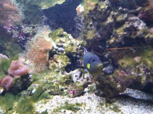 Tropical fish in the Bergen aquarium