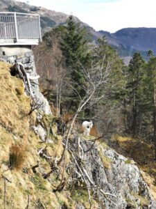 One of the Cashmere goats on Mt Fløyen with Mt Ulriken behind