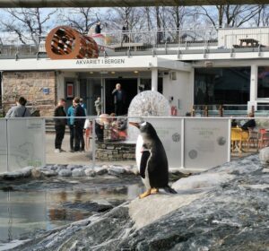 Penguin's at the Bergen Aquarium