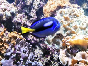Tropical fish in the Bergen aquarium