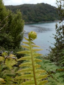 A Koru - a baby fern frond opening above the Rakiura Track