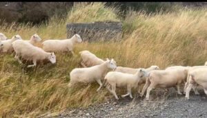 A flock of sheep running onto the road in rural Catlins