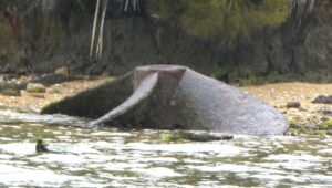 A loan propeller at the Norweigan Whaling station in Paterson Inlet