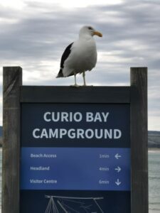 A local visitor on a sign at the camping ground at Curio Bay