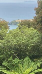 Across the ferns to the ocean and islands