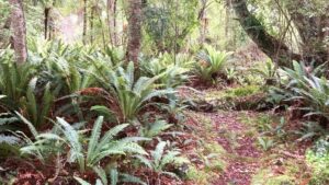 Ferns on the bush path