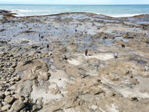 From the viewing platform above the Petrified Forest, Curio Bay