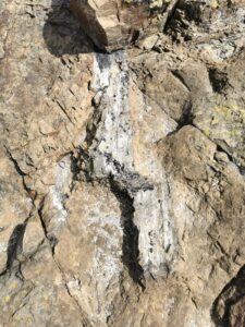 It is easy to examine the trees locked in rock on the Petrified Forest at Curio Bay