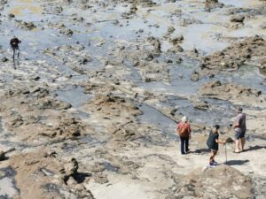 It is easy to see the tree trunks in the Petrified Forest from the viewing platform, Curio Bay