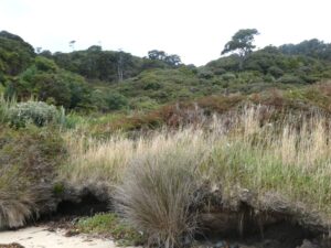 NZ native bush being preserved on the island