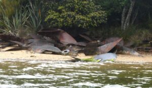 Rusted propellors and boat parts at the Norwegian Whaling station in Paterson Inlet