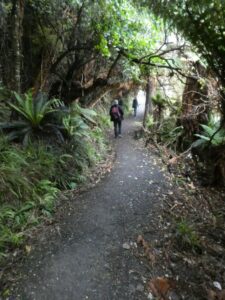 The Rakiura Track through the bush above the sea