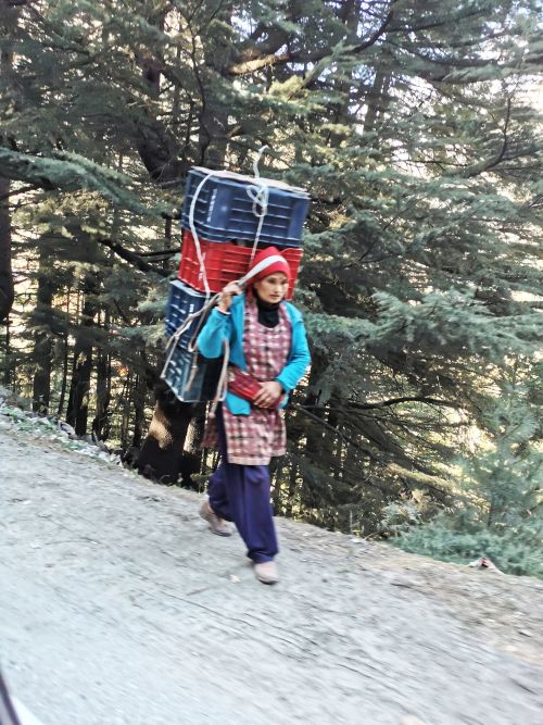 One of the local women carrying apple baskets along the road in the Harsil Apple district