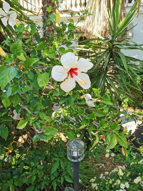 Hibiscus flowers in the Garden at Escuela la Crujia
