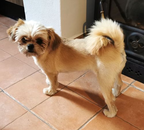 One of the dogs at Escuela la Crujia