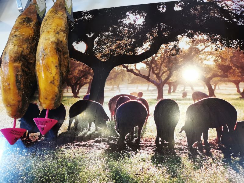 A photograph of Pigs in the cork forests in the Tabanco Los Arco's Ronda