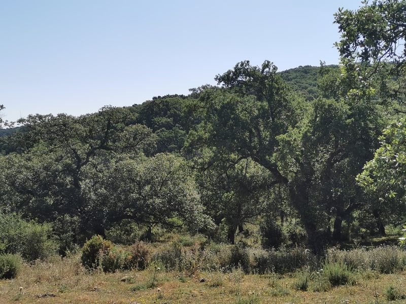 Cork Forest on the road to Grazalema