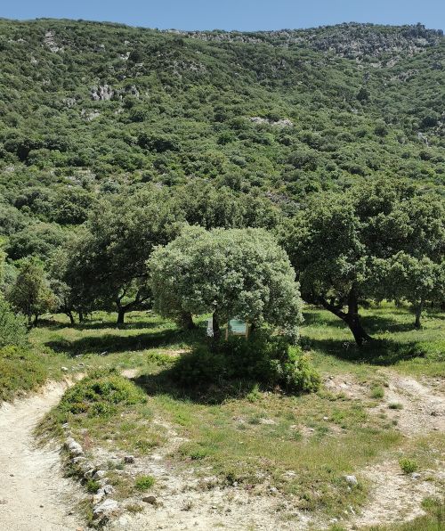 Forest on the way from Benamahoma to Grazalema